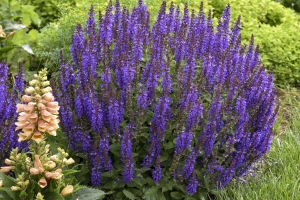 Salvia 'Violet Profusion' New 2025